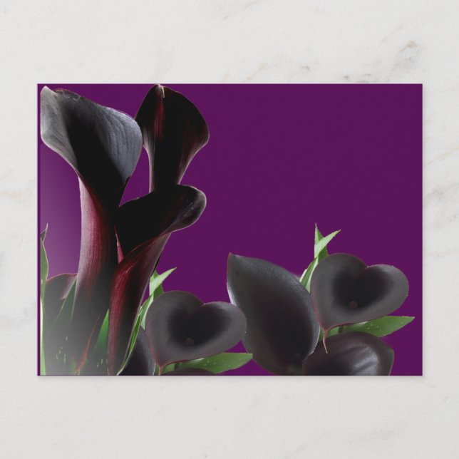 Carte Postale Fleurs Lys Calla Noire (Devant)