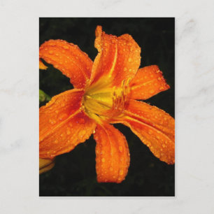 Carte Postale Fleurs Lys De Tigre Orange