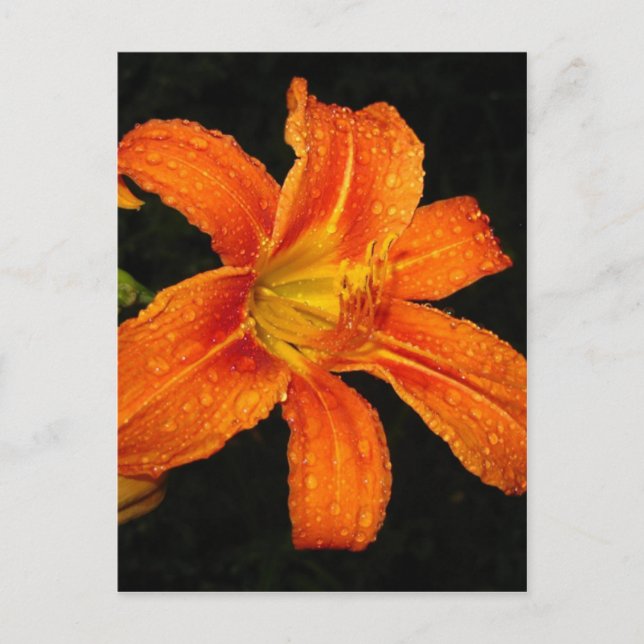 Carte Postale Fleurs Lys De Tigre Orange (Devant)