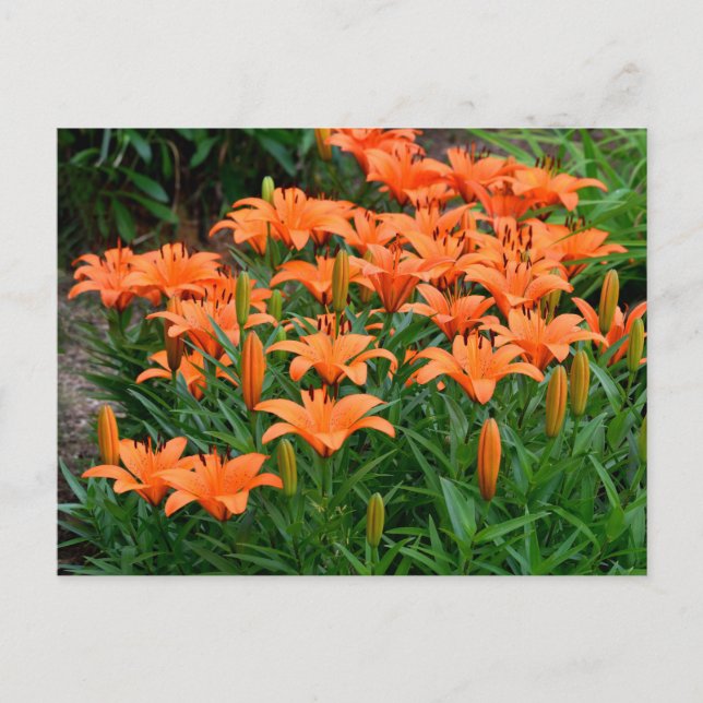 Carte Postale Fleurs Lys orange (Devant)