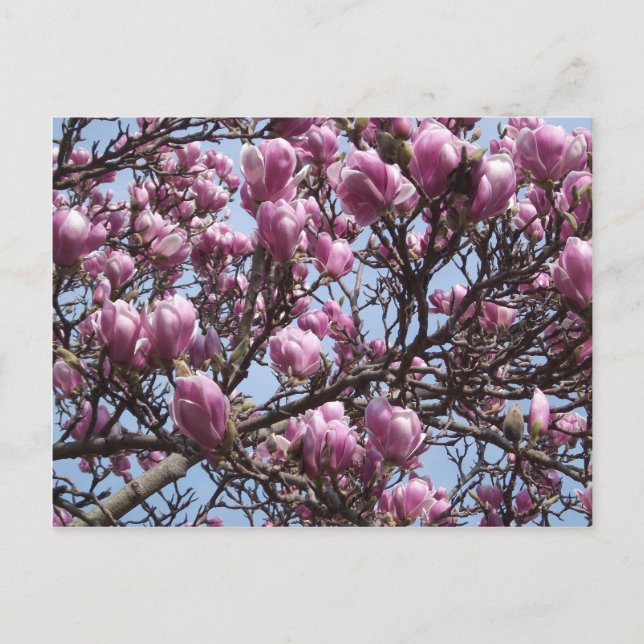 Carte postale Fleurs Magnolia Roses (Devant)
