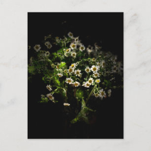 Carte postale Fleurs, Marguerite