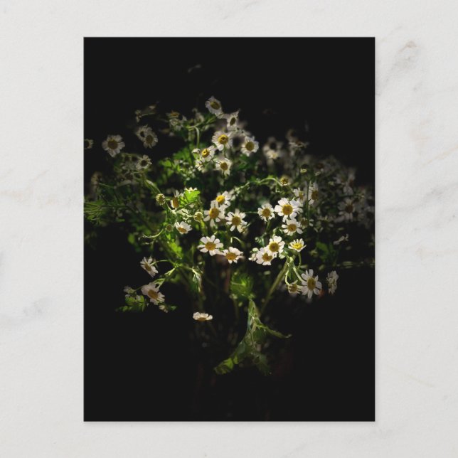 Carte postale Fleurs, Marguerite (Devant)