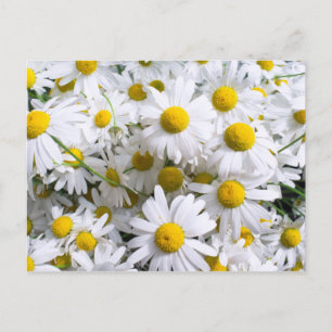 Carte Postale Fleurs marguerites
