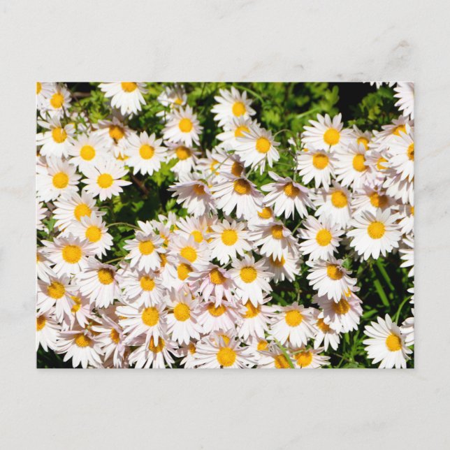 Carte Postale Fleurs marguerites blanches (Devant)