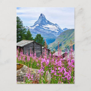 Carte Postale Fleurs   Matterhorn d'été Suisse