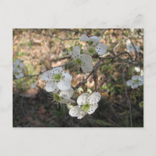 Carte Postale Fleurs Mayhaw autochtones