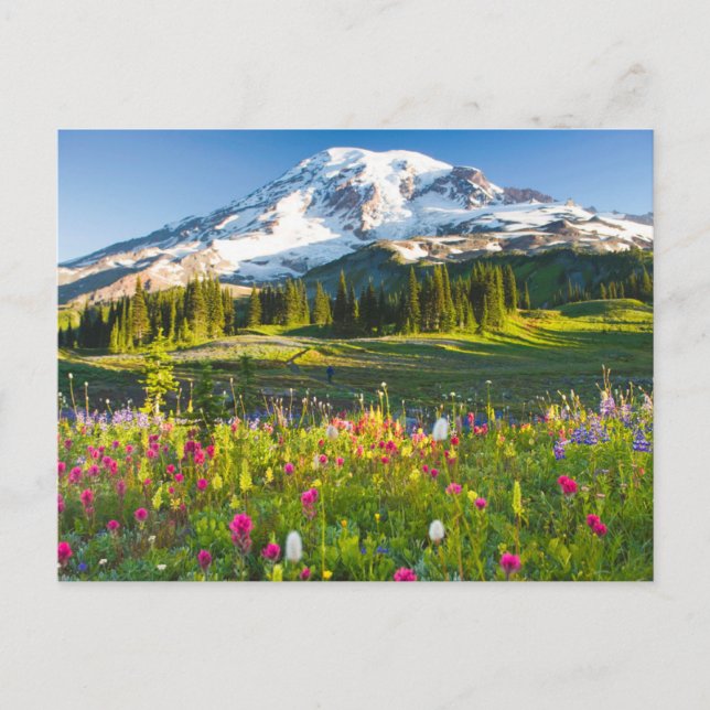 Carte Postale Fleurs | Mt. Rainier Fleurs sauvages (Devant)