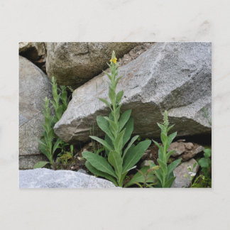 Carte Postale Fleurs Mulleines Jaunes Sauvages