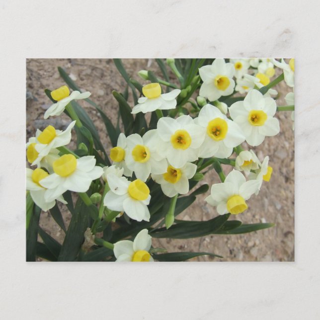 Carte postale Fleurs Narcisse Blanches (Devant)