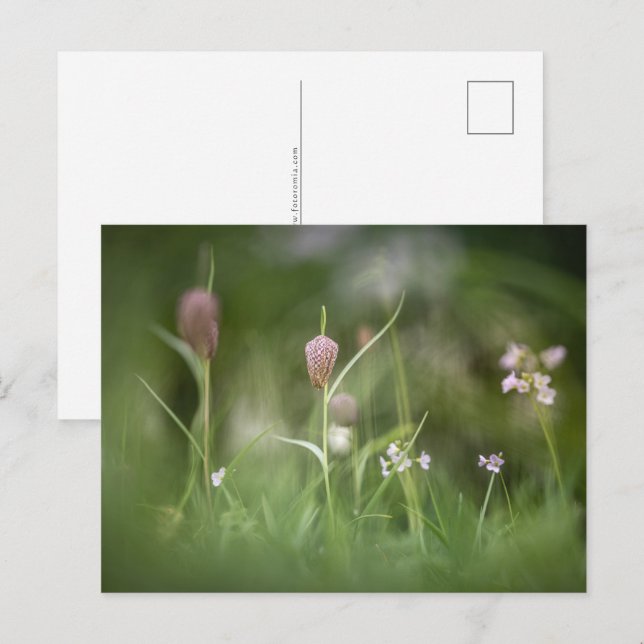 Carte Postale Fleurs Nature Photo (Devant / Derrière)