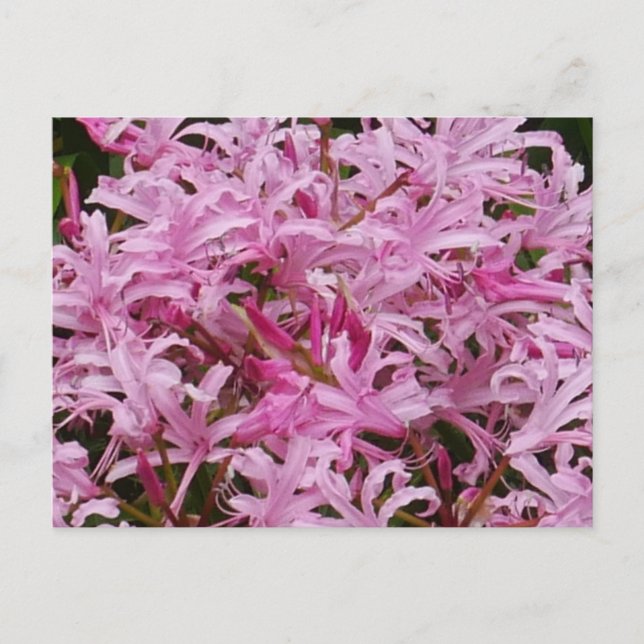 Carte postale Fleurs Nerines Roses (Devant)