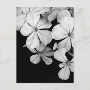 Carte Postale Fleurs noir et blanc
