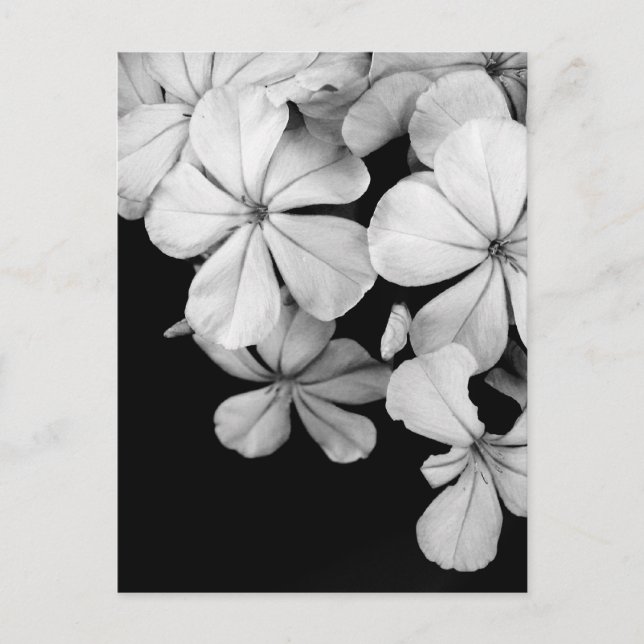Carte Postale Fleurs noir et blanc (Devant)