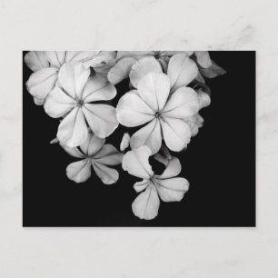 Carte Postale Fleurs noir et blanc