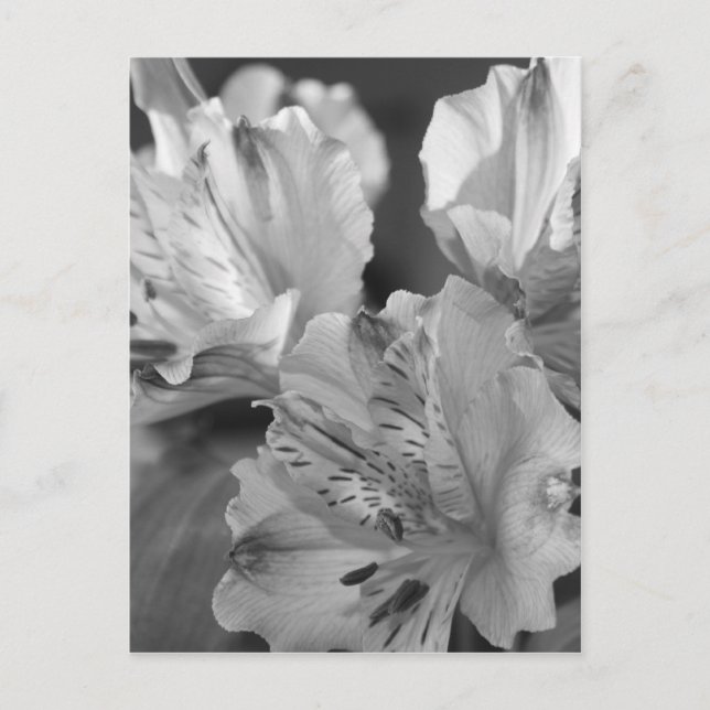 Carte postale Fleurs noires et blanches (Devant)