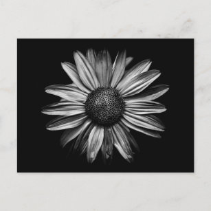 Carte Postale Fleurs Noires Et Blanches 18