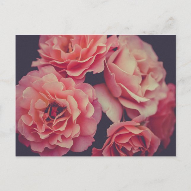 Carte Postale Fleurs oeillets roses (Devant)