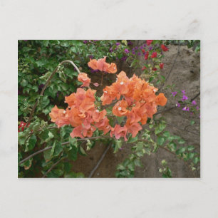 Carte Postale Fleurs orange
