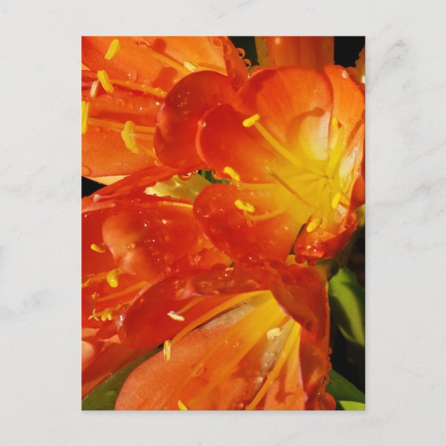 Carte Postale Fleurs orange (Devant)