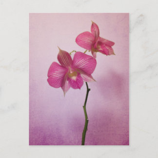 Carte postale Fleurs Orchidées roses