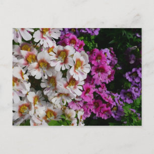 Carte Postale Fleurs Papillon Blanc Rose et Violet