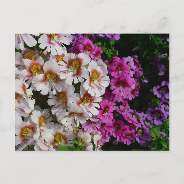 Carte Postale Fleurs papillon rose blanc et violet (Devant)