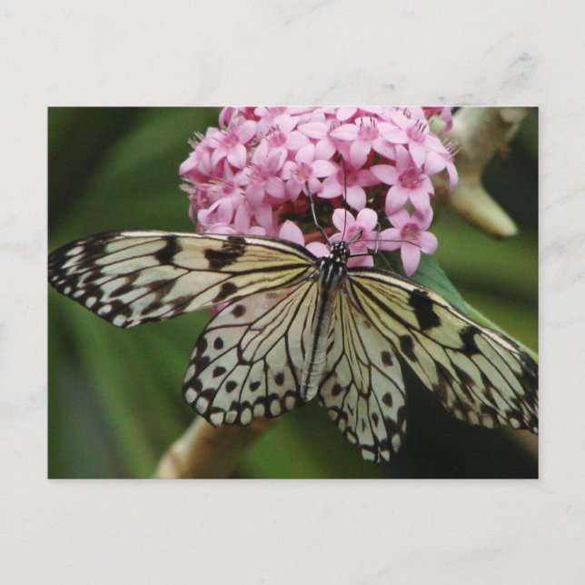 Carte Postale Fleurs papillons 2 (Devant)