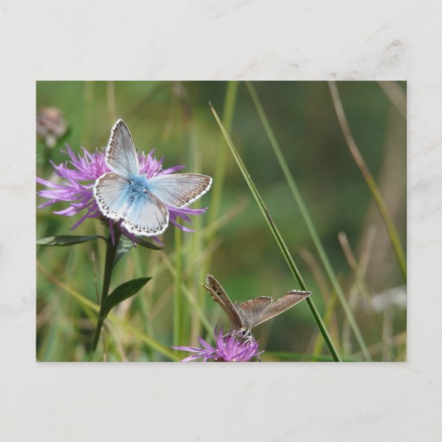 Carte Postale Fleurs Papillons Floraison Mariage Bain de Rêve (Devant)