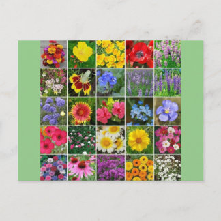 Carte Postale Fleurs patrimoniales - États-Unis