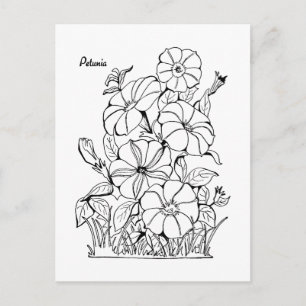 Carte Postale Fleurs pétunia vintages Coloration adulte