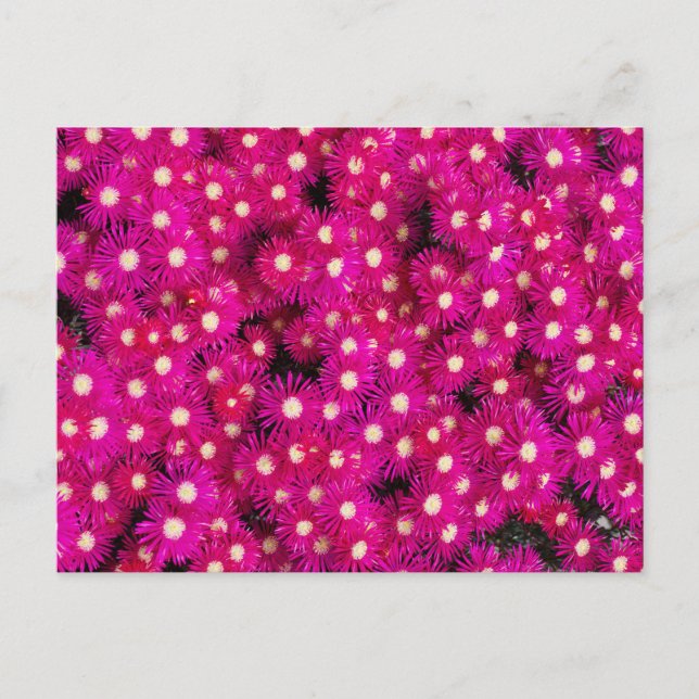 Carte Postale fleurs plantes de glace (Devant)