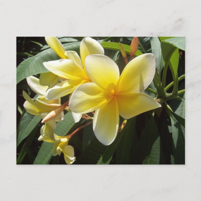 Carte postale Fleurs Plumeria Jaune (Devant)