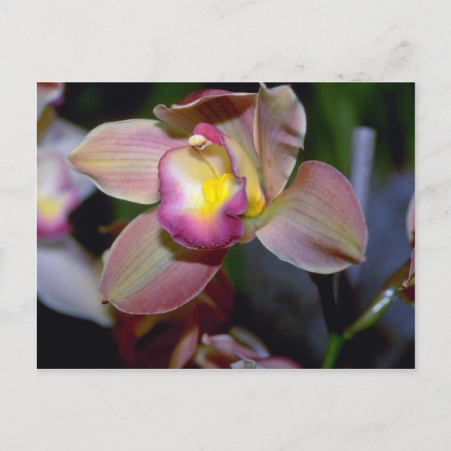 Carte Postale Fleurs pourpres de Cymbidium (Devant)