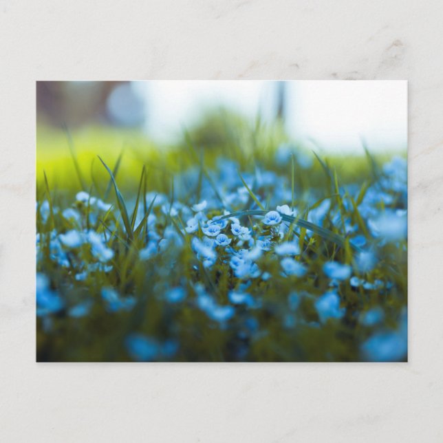 Carte Postale Fleurs printanières dans un champ (Devant)