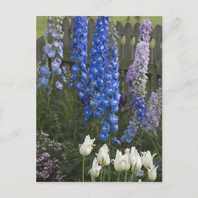 Carte Postale Fleurs printanières le long d'un chemin de jardin, (Devant)