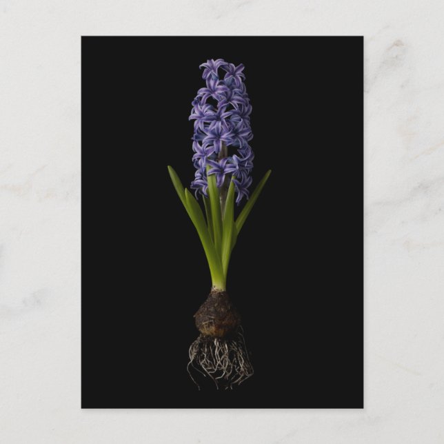 Carte Postale Fleurs | Puce Hyacinth violette (Devant)