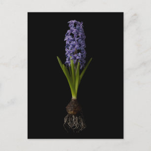 Carte Postale Fleurs   Puce Hyacinth violette