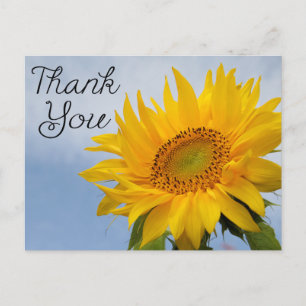 Carte Postale Fleurs Remerciements Tournesols Jaunes Ciel Bleu