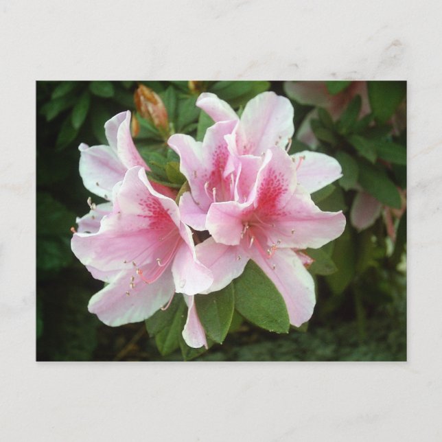 Carte Postale Fleurs Rhododendron (Devant)