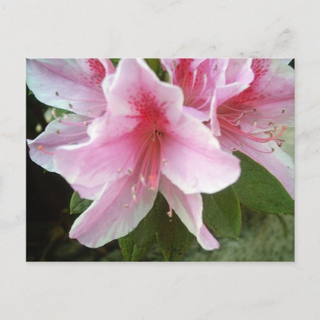 Carte Postale Fleurs Rhododendron (Devant)