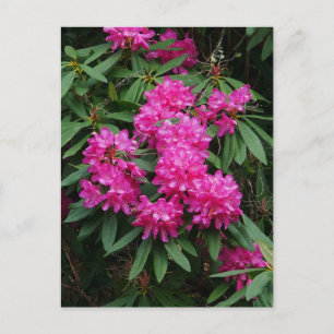 Carte postale Fleurs Rhododendron Rose