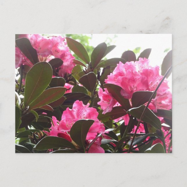 Carte Postale Fleurs Rhododendron rose soleil do-it-yourself car (Devant)