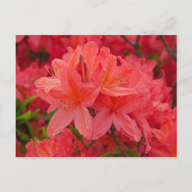 Carte postale Fleurs Rhododendron Roses Profondes (Devant)