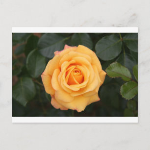Carte Postale fleurs rose fleur amour femme chérie couple