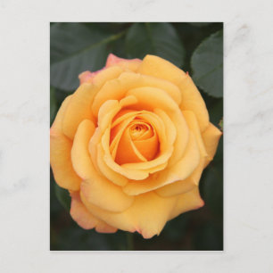 Carte Postale fleurs rose fleur amour femme chérie couple