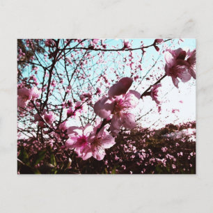 Carte postale Fleurs rose printemps