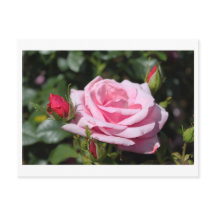 fleurs rose rose joyeux anniversaire. amour, petit