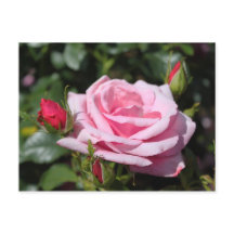 fleurs rose rose joyeux anniversaire. amour, petit