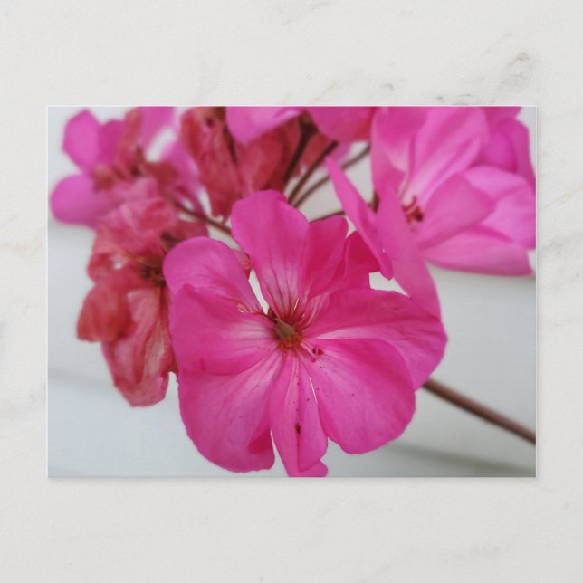 Carte Postale Fleurs roses (Devant)
